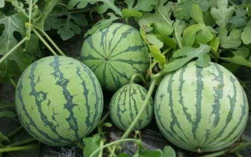 科普17c吃瓜官网黑料