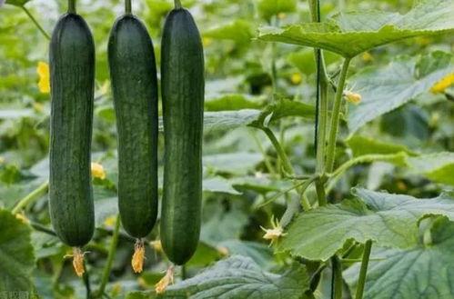 黑吃料吃瓜官网